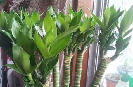 富贵竹的寓意 富贵竹的寓意 富贵竹的寓意-富贵竹怎么养殖？