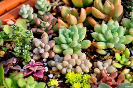 多肉植物怎么养胖 【园艺】如何才能把多肉植物养胖