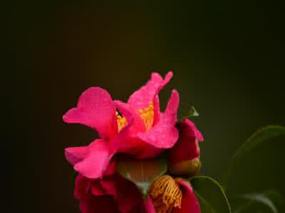 春天有什么花开放 花静静地开放