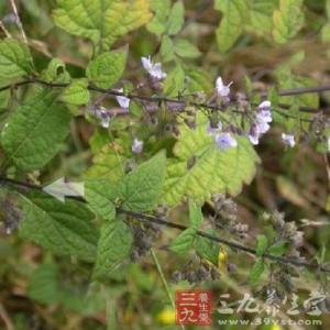 冬凌草泡水喝的功效 冬凌草泡水喝的功效 冬凌草的功效与作用