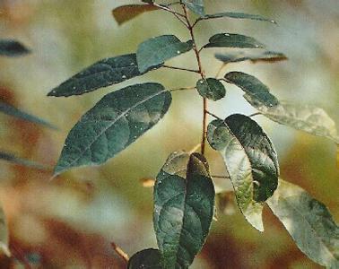 灏忓ぉ楣 小叶双眼龙 灏忓彾鍙岀溂榫?灏忓彾鍙岀溂榫欑殑鍔熸晥涓庝綔鐢╛涓嵂灏忓