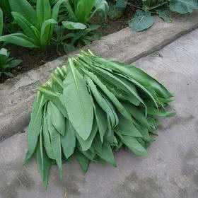 甜菜种植 为什么自己种的菜不甜?