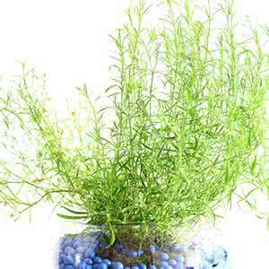 描写满天星的优美句子 满天星 描写满天星的句子