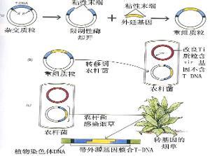 转基因技术原理 转基因技术原理 转基因技术的特点和原理详情介绍
