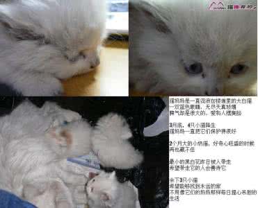如何辨别小猫性别 小猫性别 新生小猫怎么辨别性别？