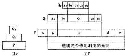 下图为某农田生态系统 【引用】下图表示某生态系统的能量金字塔图，P为生产者，Q1为初级消费者，Q2为次级消费者