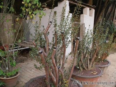 碗莲无土栽培方法 映山红裸根无土栽培法