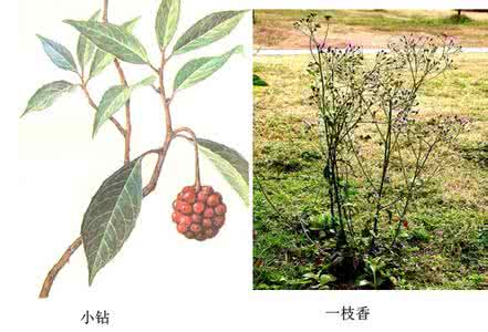瑶医覃迅云的秘方 【瑶医秘方】瑶医覃迅云治疗鼻炎秘方