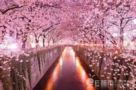 樱花是日本的国花吗 樱花正盛开！揭秘日本为何把樱花作为国花