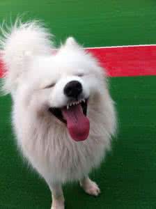 萨摩耶的笑脸 萨摩耶抓脸怎么办