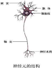 神经元是神经系统的 神经元的功能 神经元是组成神经系统的单元