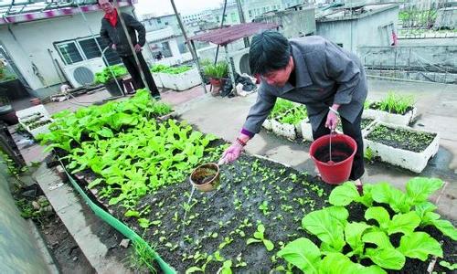吃货大食堂菜价 如今菜价这么贵,那就在家种菜吃吧!