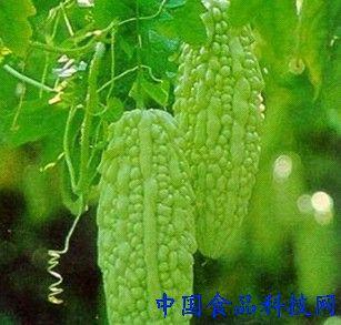 苦瓜的做法大全 蔬菜君子 苦瓜