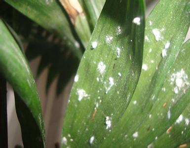 花卉病虫害防治大全 花卉植物虫害太严重，喷家里的一样东西，虫子都死光光