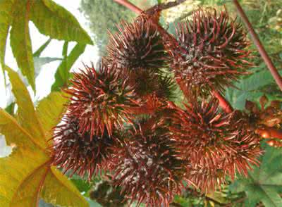 蓖麻油 蓖麻油 梦见蓖麻油