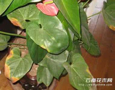 红掌叶子发黄怎么办 红掌叶子发黄 红掌叶子发黄
