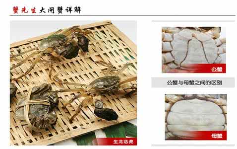 河蟹怎么分公母 大闸蟹怎么区分公母