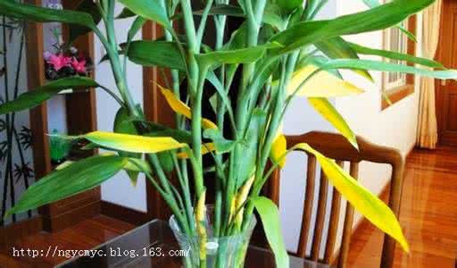 家里养的植物叶子发黄 【家庭养花】家里植物叶子黄了一定是缺水吗?