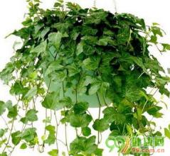 快乐大本营二十周年庆 偏方大本营,每天二十方(之十四)*