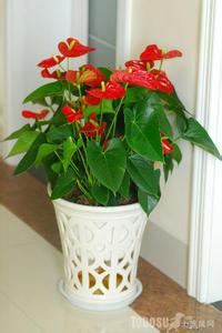 红掌适合家里养殖吗 家里要怎么养殖红掌