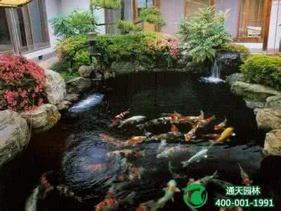 绍兴别墅庭院锦鲤鱼池 用锦鲤鱼池装点你的庭院,让锦鲤则成了整个花园的“点睛之笔”