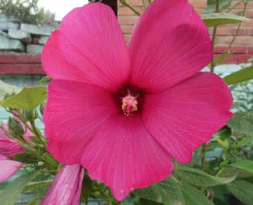 变色牡丹的养殖方法 桑叶牡丹的养殖方法