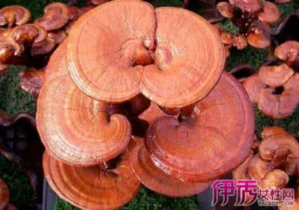 灵芝能和牛肉同吃吗 灵芝不能和什么同时吃
