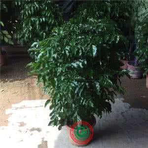 观叶绿植 绿植 大型室内观叶绿植,没得挑了!就是这三种最受欢迎!