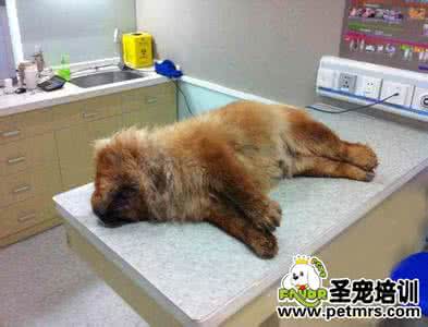 宠物洗澡步骤 宠物松狮犬洗澡的正确步骤