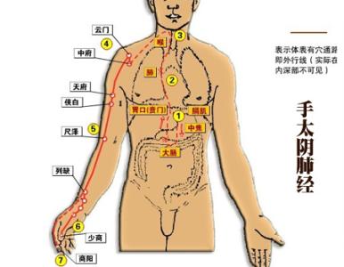 手太阴肺经 十四经脉腧穴 手太阴肺经腧穴