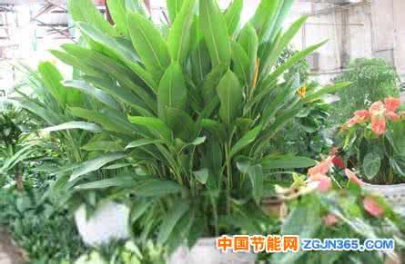 鹤望兰的家庭养殖方法 鹤望兰的养殖方法 鹤望兰的栽培