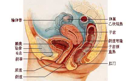 先天性子宫发育异常 生殖系统先天异常