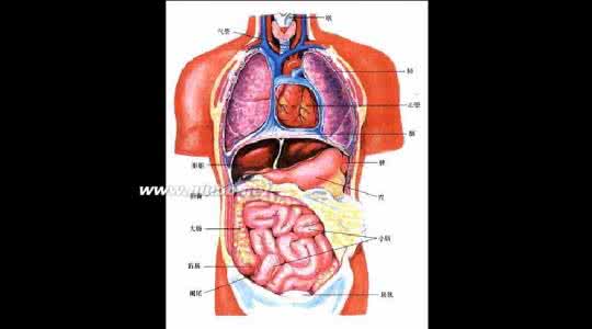 人体五脏六腑位置图图 人体五脏六腑位置图(转载） 胃在人体的位置