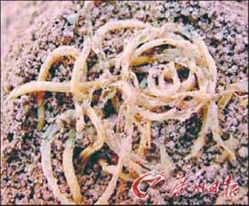 哪个朝代称面条为冷淘 中国人的传统主食面条 最早起源于哪个朝代