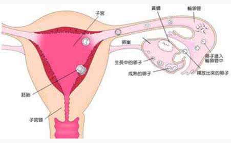 乳头上长毛代表什么 乳头黑黑哒就代表不是处女吗