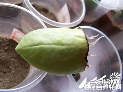 豆瓣绿怎么繁殖 豆瓣绿的生根实验