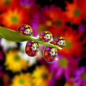 水中花翻唱 水中花,美翻了!