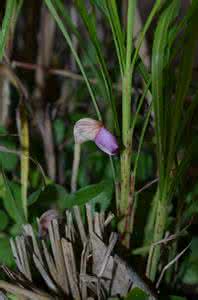 sativa和indica 区别 野菰(Aeginetia indica)，列当科  