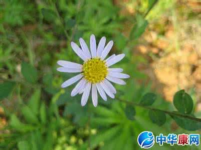 灯盏花和灯盏细辛区别 灯盏花 灯盏细辛的功效与作用