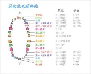 儿童长牙顺序图 儿童长牙顺序图 ​儿童长牙顺序都有什么