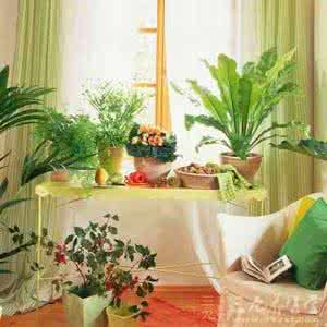 家里放什么植物招财 家里长什么植物招财