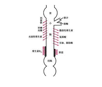 营养物质的吸收 人体吸收营养物质的部位是什么