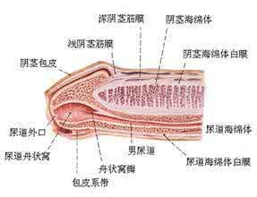 男性阴茎异常勃起治疗 男性阴茎异常勃起的危害有哪些