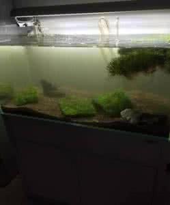 热带鱼饲养方法 热带鱼饲养方法 热带鱼饲养方法 如何饲养