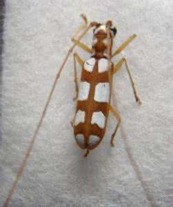 榉白背粉天牛 榉白背粉天牛(图)