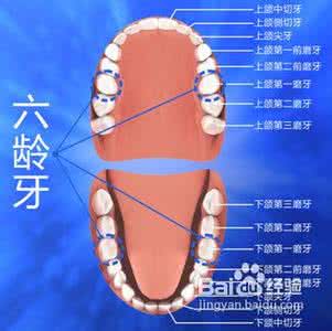 拔智齿前后注意事项 拔智齿注意事项 拔智齿前和拔智齿后的注意事项