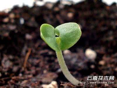 罗勒 种子 可食用 罗勒 种子 可食用 可食用种子崛起 有益生活新选择