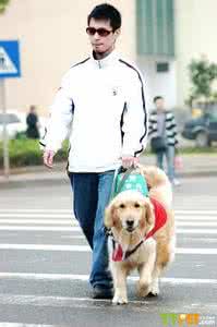导盲犬是什么品种 导盲犬是什么狗 导盲犬是什么品种狗