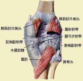 膝盖后窝筋疼怎么回事 突然膝盖窝疼怎么回事？