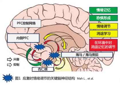 焦虑症大脑神经变化 “焦”头烂额：焦虑对大脑的多重损害